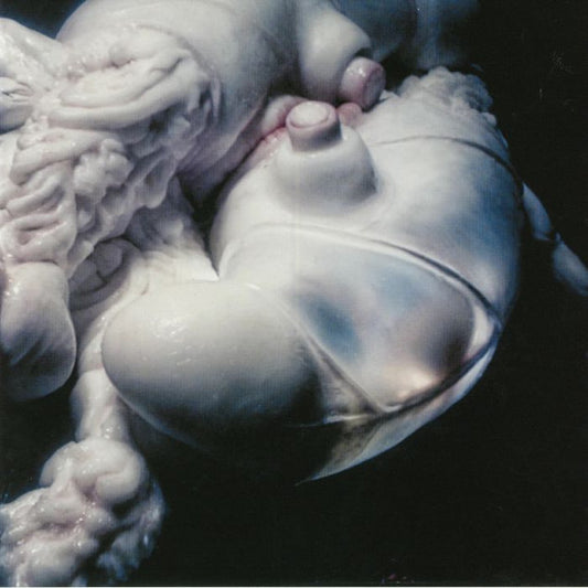 Björk : Arisen My Senses (12", Slu)