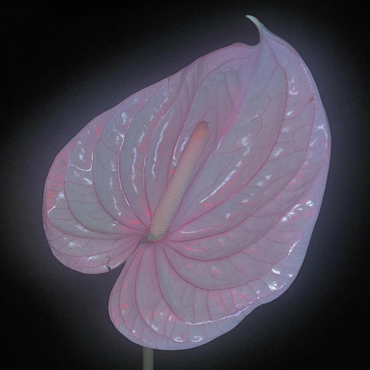 Flora Yin-Wong : Holy Palm (2xLP, Bot)