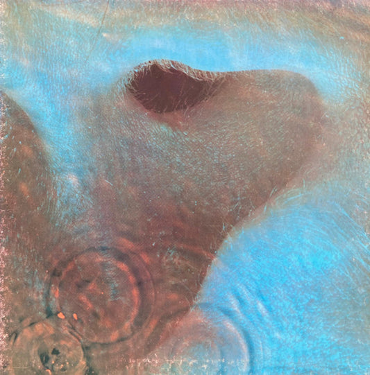 Pink Floyd : Meddle (LP, Album, RE, 'Y')