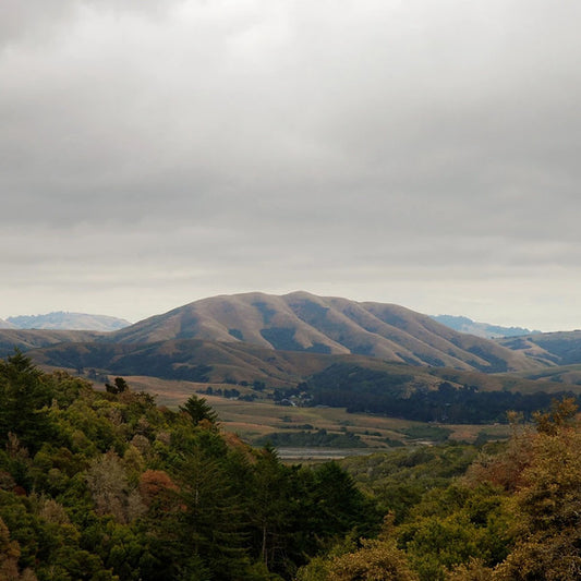 Dirty Projectors + Björk : Mount Wittenberg Orca (12", EP, RE, Dar + LP, Dar + RSD, Exp)